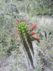 Borzicactus sepium