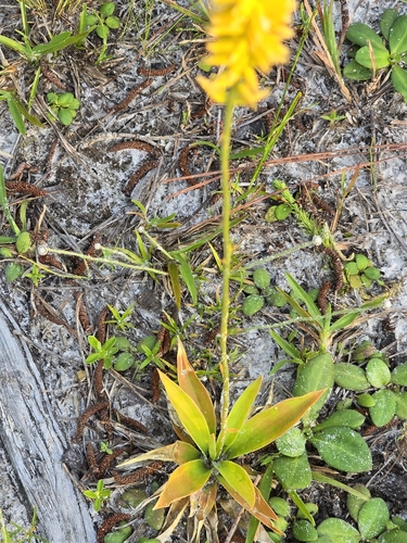 Image of Aletris lutea by (c) Rebecca Gimenez Husted, some rights reserved (CC BY)