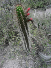 Borzicactus sepium