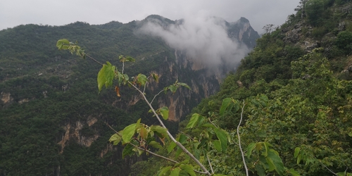 Image of Alangium chinense by no rights reserved