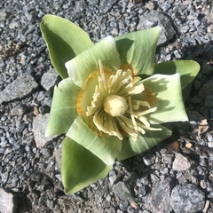 Liriodendron tulipifera