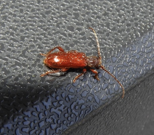 Obrium rubidum