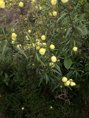 Calceolaria hyssopifolia
