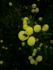 Astylus bourgeoisi
