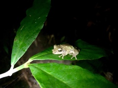 Kurixalus berylliniris