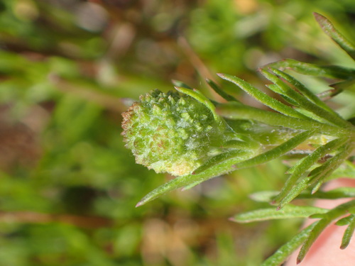 bluehead gilia (Gilia capitata) · iNaturalist