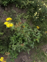 Kingianthus paniculatus
