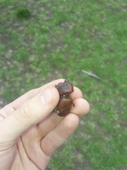 Heterogomphus bourcieri