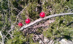 Peniocereus greggii greggii