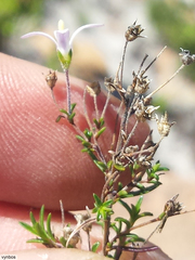 Wahlenbergia pyrophila