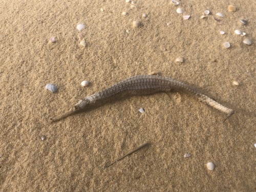 Duncker's pipehorse (Solegnathus dunckeri) — Syngnathidae — 5