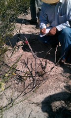 Peniocereus greggii greggii