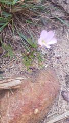 Oxalis polyphylla heptaphylla