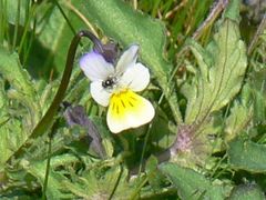 Bracteolatae