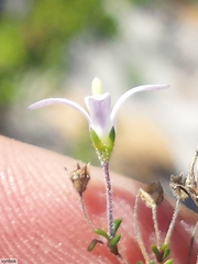 Wahlenbergia pyrophila