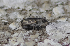 Cicindela tenuicincta