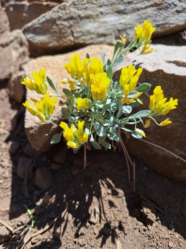 Ivey's Twinpod (Physaria iveyana)