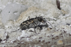 Cicindela tenuicincta