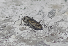 Cicindela tenuicincta