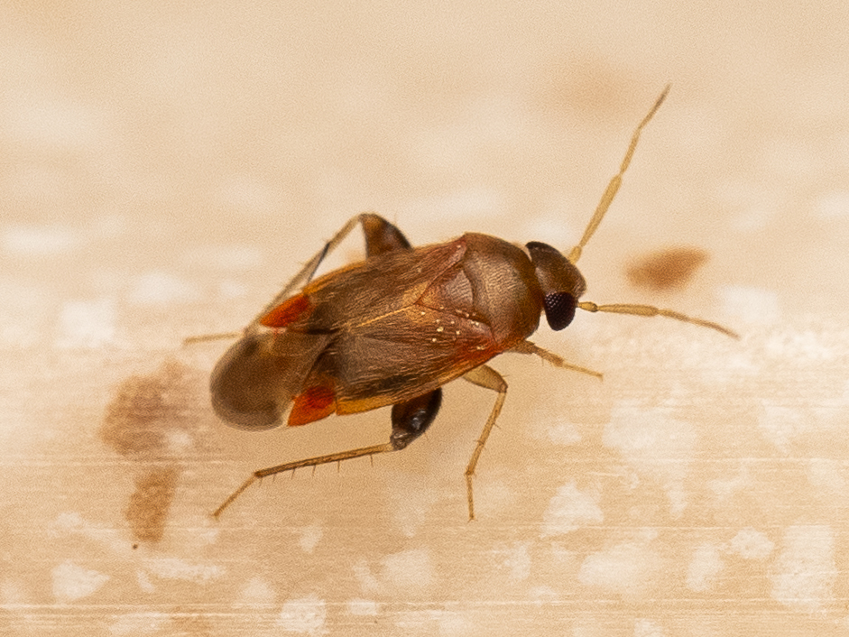 Decomioides schneirlai