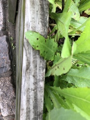 Microdochium panattonianum