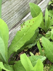 Microdochium panattonianum