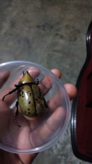 Dynastes hyllus