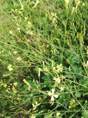 Raphanus raphanistrum landra