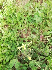 Raphanus raphanistrum landra