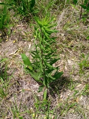 Liatris aspera