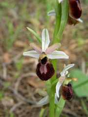 Ophrys exaltata arachnitiformis