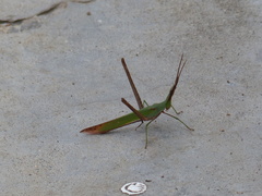 Acridinae