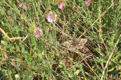 Muschampia floccifera
