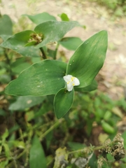 Tradescantia brevifolia