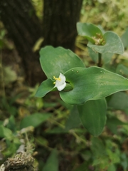 Tradescantia brevifolia