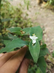 Tradescantia brevifolia