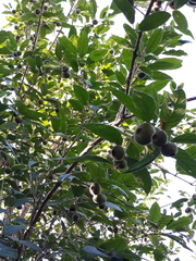 Campomanesia guazumifolia