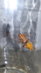Phymatodes testaceus