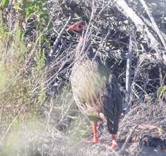 Pternistis afer castaneiventer