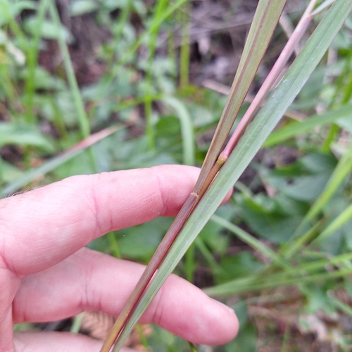 Image of Paspalum scrobiculatum by (c) Greg Tasney, some rights reserved (CC BY-SA)