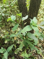 Tradescantia brevifolia