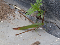 Acridinae