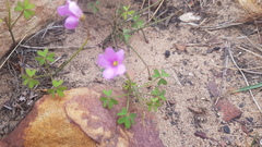 Oxalis livida