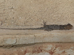 Agama kirkii