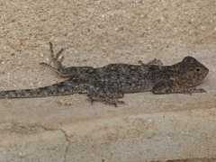 Agama kirkii