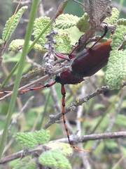 Deretrachys pellitus