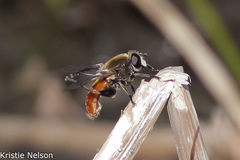 Polydontomyia curvipes