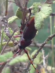 Deretrachys pellitus