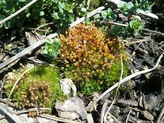 Physcomitrium pyriforme