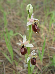 Ophrys exaltata arachnitiformis
